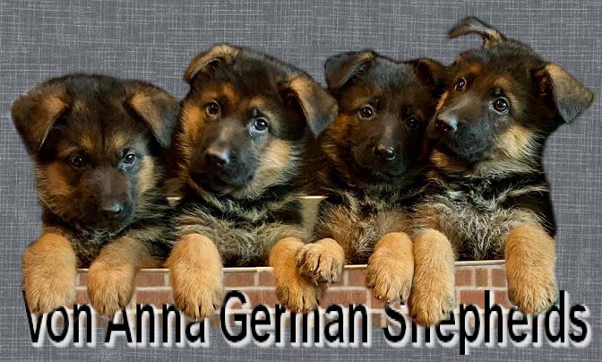 German Shepherd Purebred Puppies For Sale at Von Anna