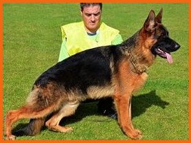 Nejia is a beautiful breeding female mother at Von Anna German Shepherds black and red puppies for sale in North Carolina