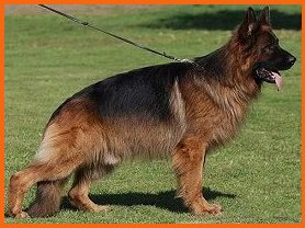 Chanka - Gentleman Short Coat German Shepherd Pups Available