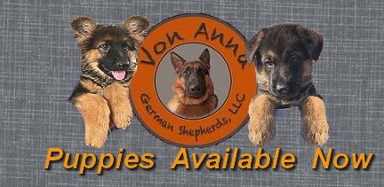 2023 Purebred German Shepherd Puppies For Sale