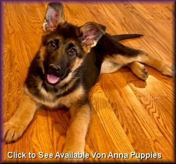 Von Anna Purebred Show Quality Purebred Geman Shepherd Puppies For Sale