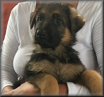 Von Anna German Shepherd Puppies for Sale in Atlanta Georgia