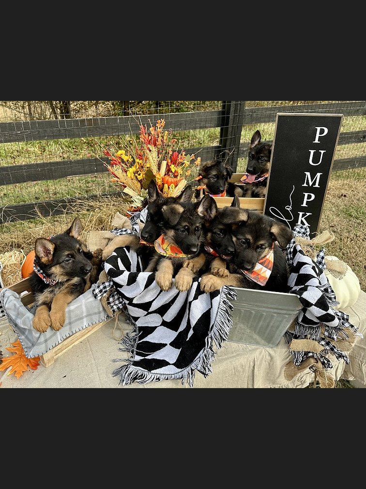 Von Anna German Shepherd Puppies for sale - Georgia - South Carolina - Tennessee - Florida GSD Pups