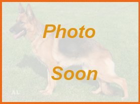 Kaycee vom Fleischerheim - Breeding Female at Von Anna Purebred German Shepherd Puppies for sale Atlanta and Savannah