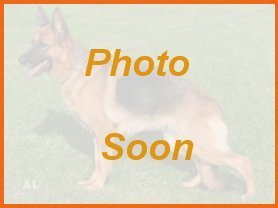 Sasha - Breeding Female at Von Anna Purebred German Shepherd Puppies for sale North Florida