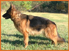 Skye vom Fleischerheim - Breeding Female at Von Anna Purebred German Shepherd Puppies for sale North Florida