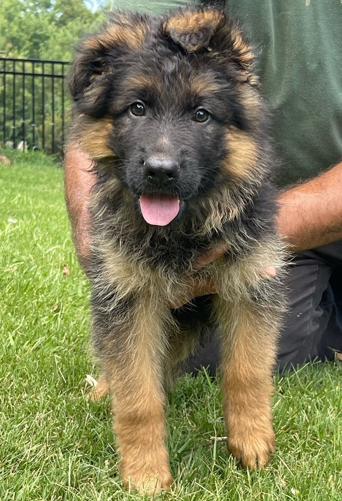 Fleischerheim German Shepherd Purebred Imported Puppies